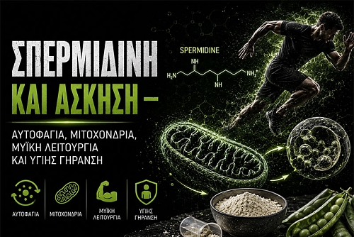 Spermidine and Exercise: Autophagy, Muscle and Aging